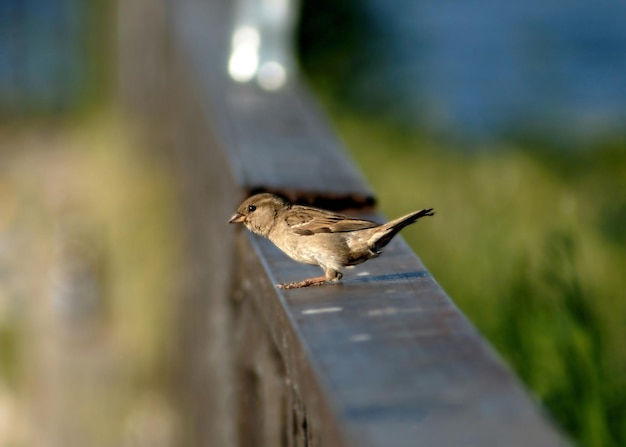 Un moineau assis sur une main courante en attente de vol