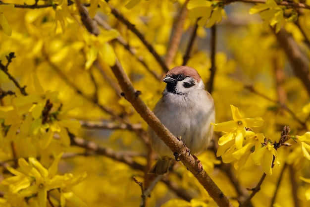 Moineau sur la branche du Forsythia Passer montanus