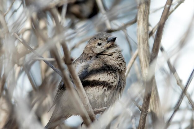 Moineau sur une branche