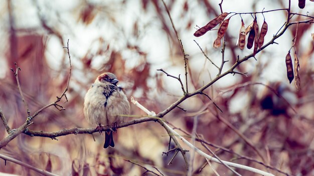 Moineau sur branche