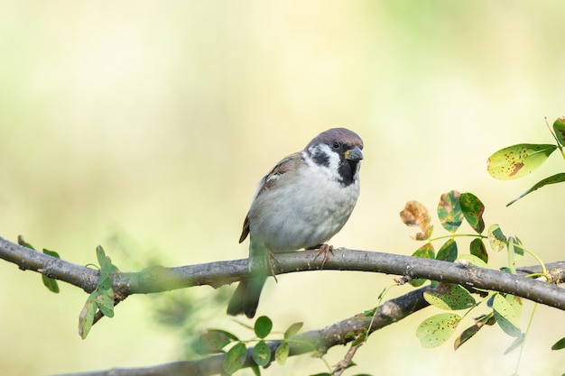 Moineau sur une branche