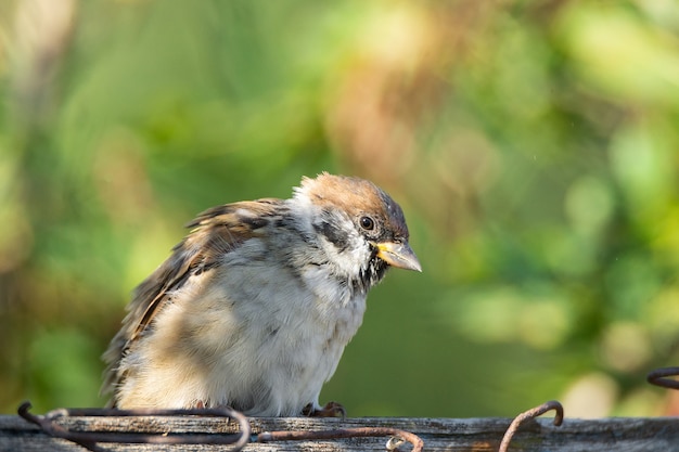 Moineau sur une branche