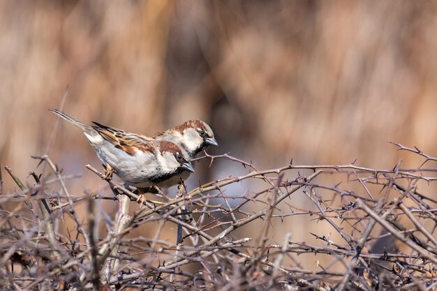 Moineau sur une branche