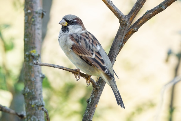 Moineau sur une branche