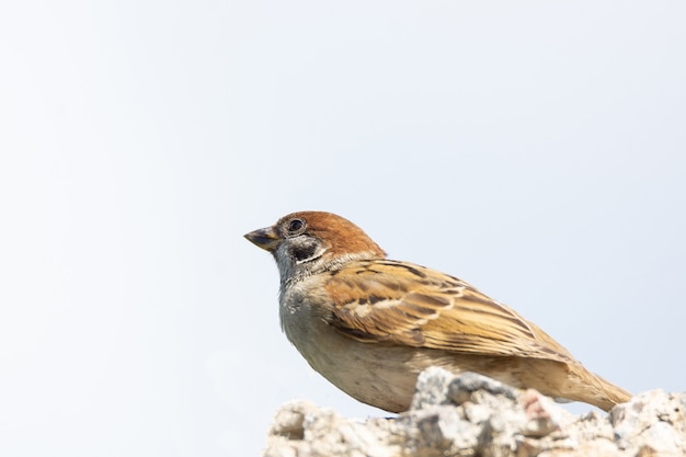 Moineau dans les buissons