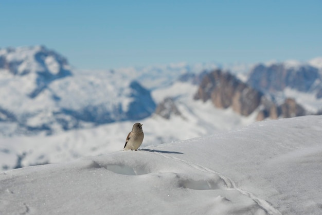 Un moineau dans la neige des Dolomites en hiver