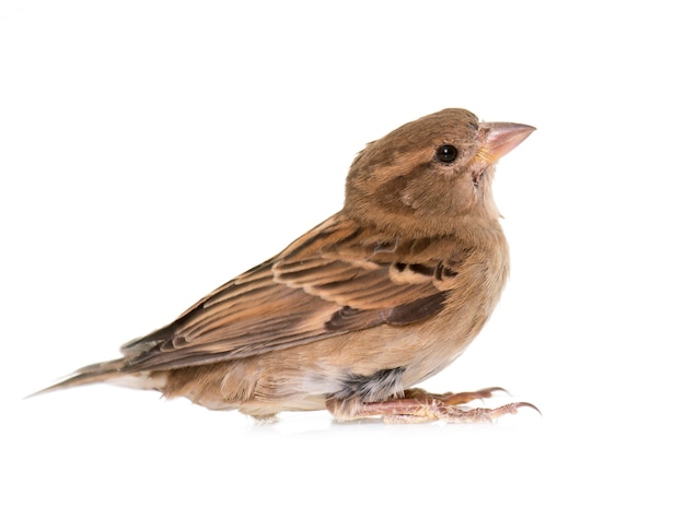 Moineau domestique isolé