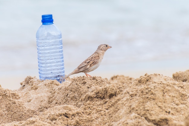 Moineau domestique oiseau sur la plage près d&#39;une bouteille en plastique