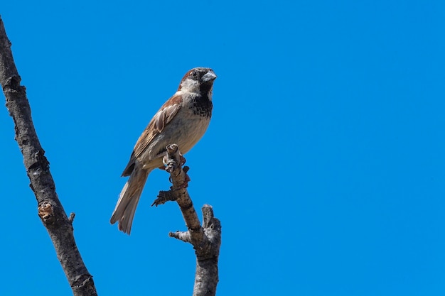 Moineau domestique Passer domesticus Malaga Espagne