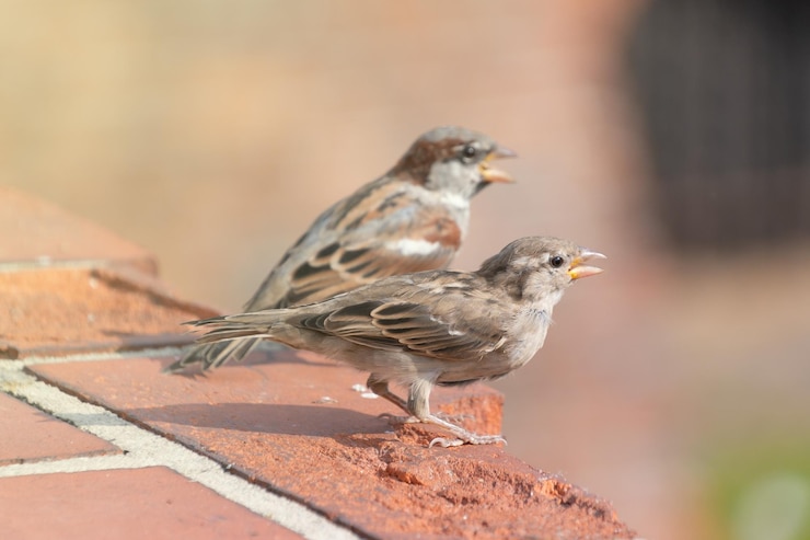 Photo le moineau domestique passer domestique oiseaux dans l'environnement urbain