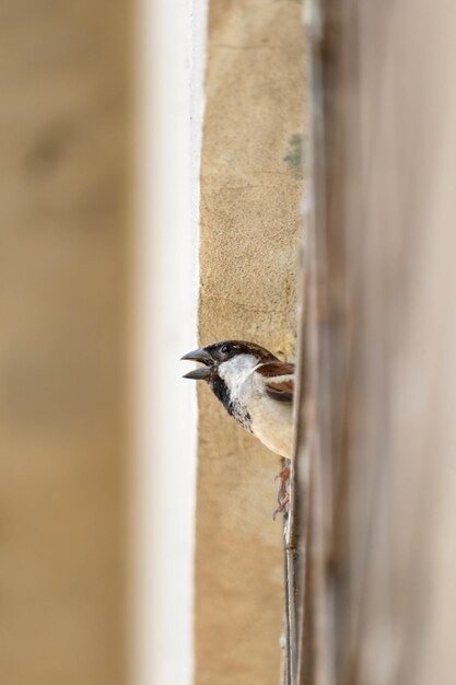 Photo le moineau domestique