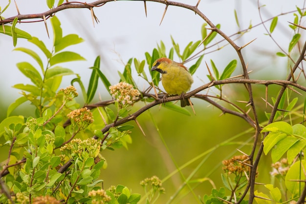 Moineau à dos uni (Passer), debout sur une branche