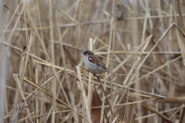 Moineau duveteux épais sur les branches de roseaux secs