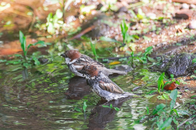 Moineau espagnol mâles Passer hispaniolensis hispaniolensis se doucher dans une flaque d'eau Tenerife
