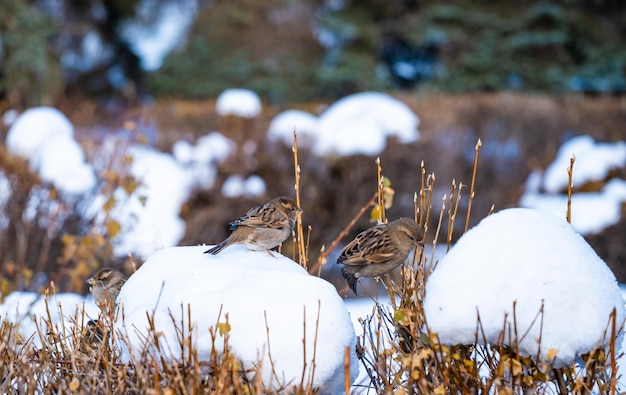 Un moineau est assis sur une branche d'un buisson un jour d'hiver.