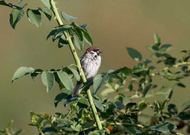 Un moineau est assis sur une branche d'un dogrose un soft morning light