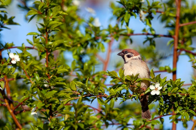 Un moineau est assis sur une branche d'un gros plan de prunier en fleurs