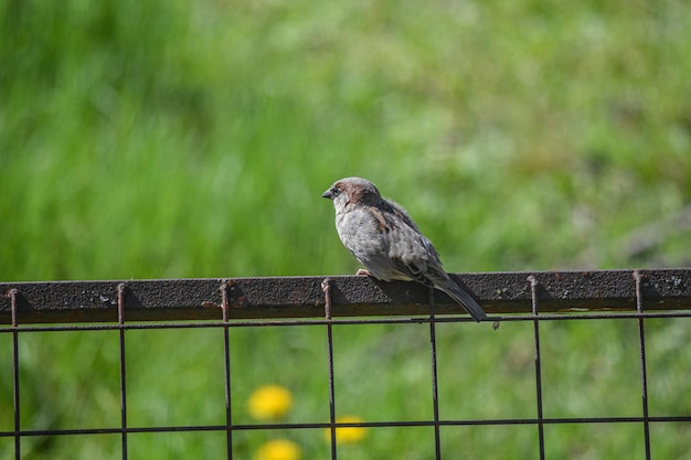 Un moineau est assis sur une clôture métallique dans un parc par une journée ensoleillée