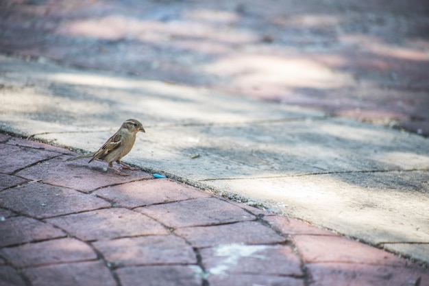 Moineau femelle dans un parc debout