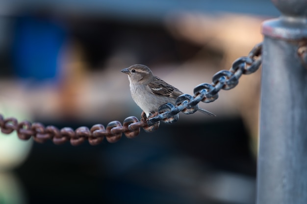 Moineau femelle