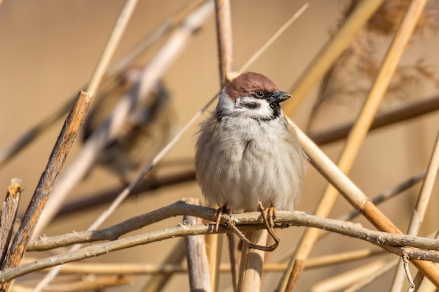 Moineau friquet sur branche (Passer montanus) Close Up