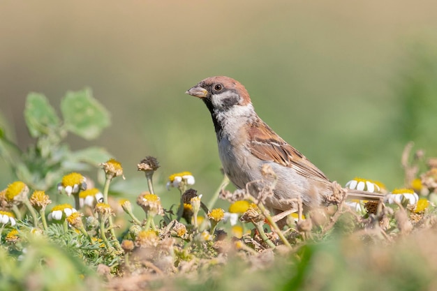 Moineau friquet (Passer montanus) Tolède, Malaga