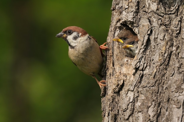 Moineau friquet tenant sur une écorce d'arbre de nidification avec de petits poussins, furtivement