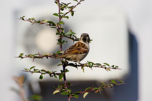 Un moineau en gros plan assis sur une branche de buisson par une journée ensoleillée.