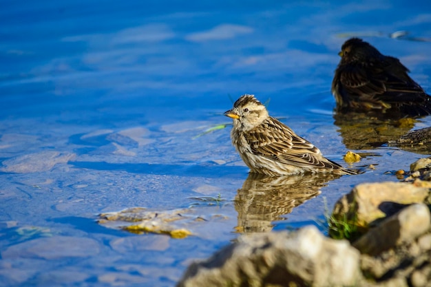 Le moineau hurleur est une espèce de passereau de la famille des Passeridae.