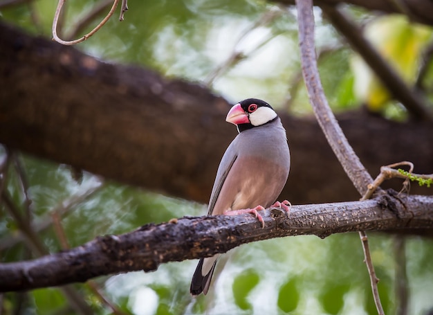 Moineau de Java sur la branche d'arbre.