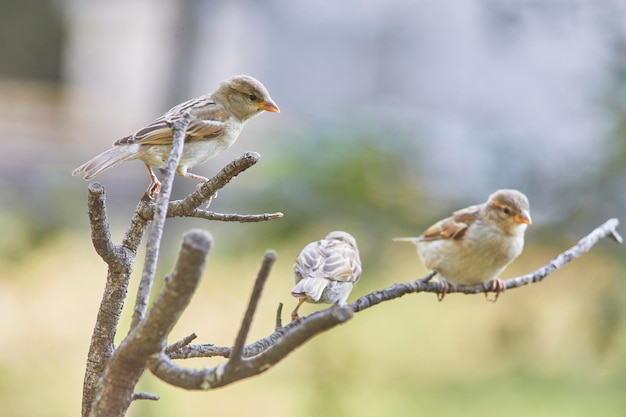 moineau de maison