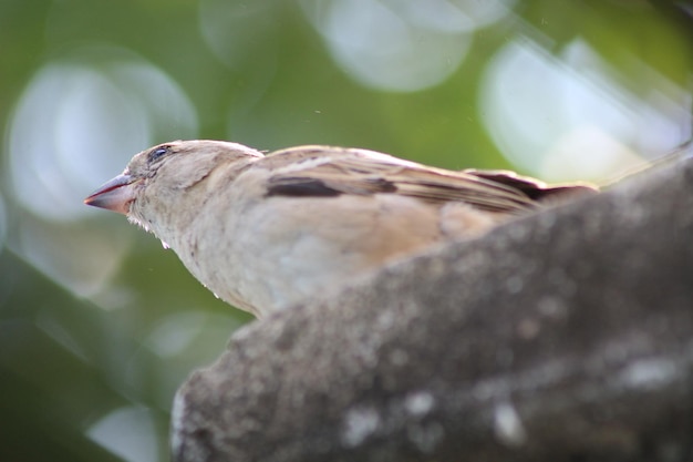 Moineau de maison