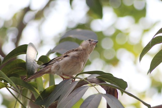 Moineau de maison