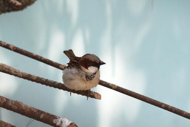 Moineau de maison