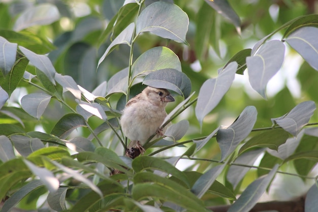 Moineau de maison