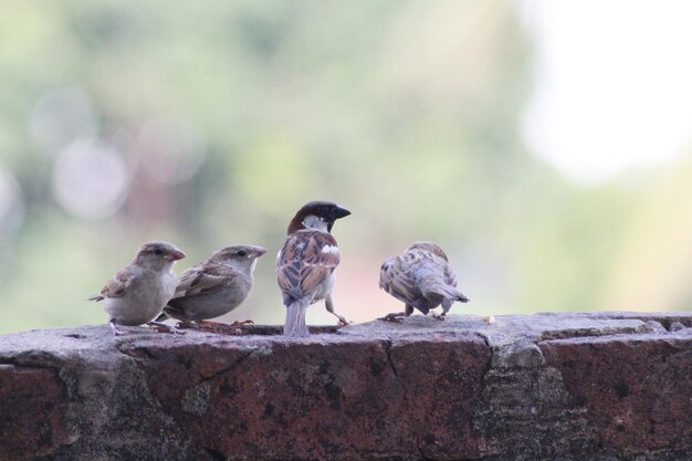 Moineau de maison