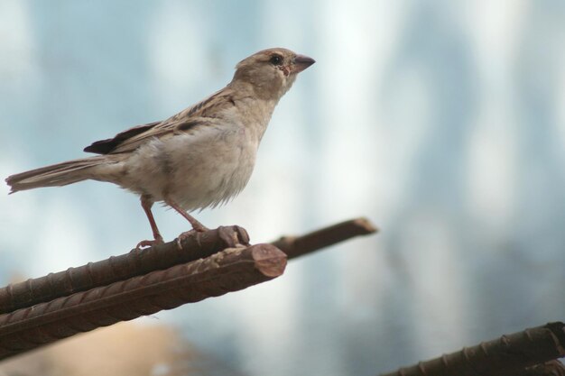 Moineau de maison