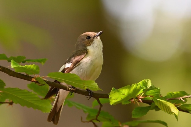 moineau oiseau oiseau chanteur c'est un petit oiseau