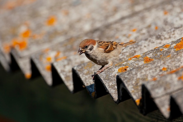 Un moineau ordinaire est assis sur le toit