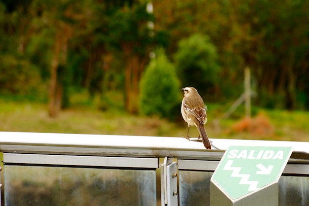 Un moineau perché sur une balustrade