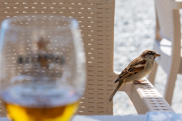 Un moineau perché sur une chaise derrière une table avec un verre de bière à un bar de plage