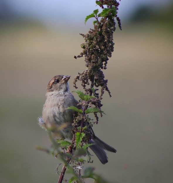 Photo un moineau perché sur une plante