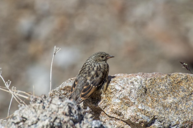 Un moineau perché sur un rocher
