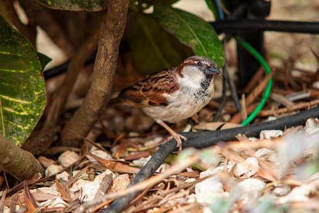 Moineau en pleine nature en République Dominicaine