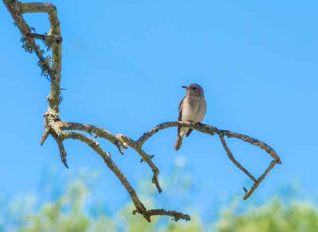 Moineau posé sur une branche