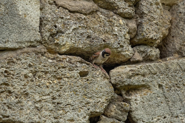 Un moineau regarde hors de sa maison dans un mur de pierre