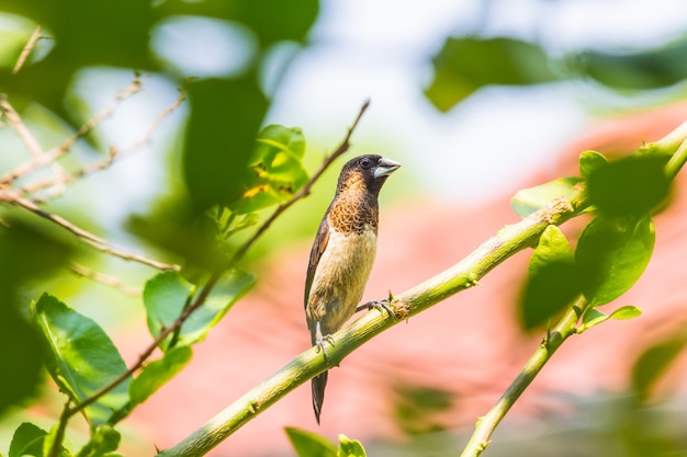 Le moineau regarde le nid