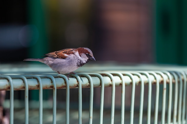 Moineau traquant la nourriture sur la terrasse d'un restaurant