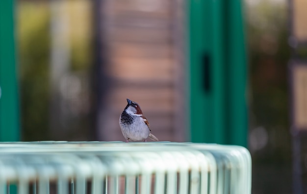 Moineau traquant la nourriture sur la terrasse d'un restaurant