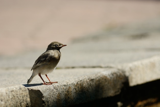 Moineau